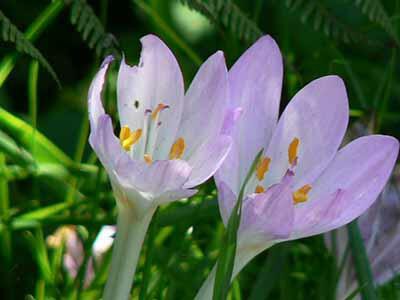 autumn-crocus-plants-poisonous-to-dogs