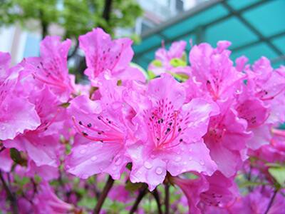 azalea-plants-poisonous-to-dogs