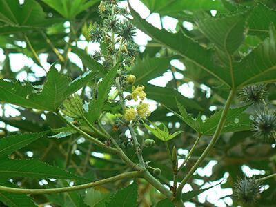 castor-beans-plants-poisonous-to-dogs