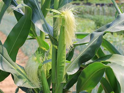 corn-plant-plants-poisonous-to-dogs