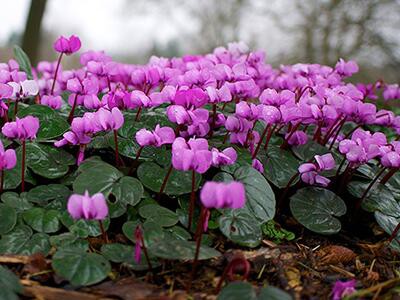 cyclamen-plants-poisonous-to-dogs