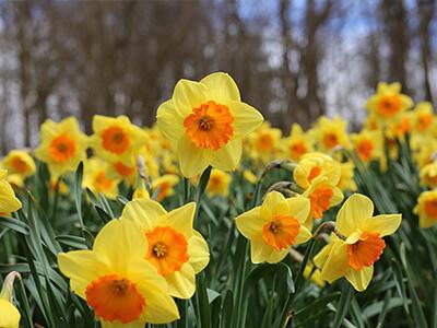 daffodil-plants-poisonous-to-dogs