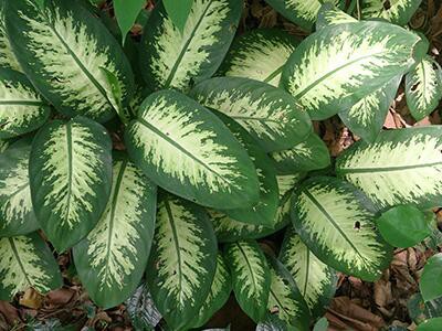 dumbcane-plants-poisonous-to-dogs