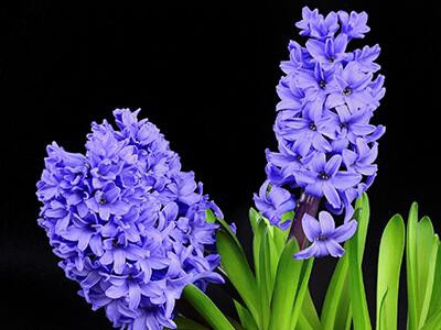 hyacinth-plants-poisonous-to-dogs