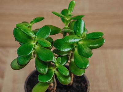 jade-plants-poisonous-to-dogs
