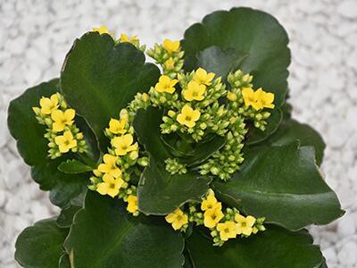 kalanchoe-plants-poisonous-to-dogs