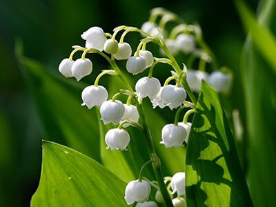 lily-of-the-valley-plants-poisonous-to-dogs