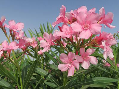 oleander-plants-poisonous-to-dogs