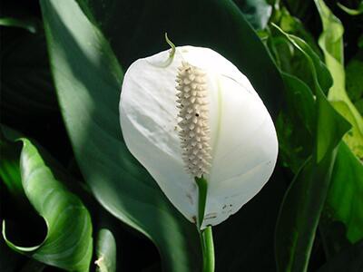 peace-lily-plants-poisonous-to-dogs