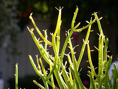 is pencil cactus poisonous to dogs