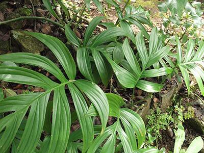 philodendrons-plants-poisonous-to-dogs