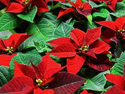 poinsettia-plants-poisonous-to-dogs