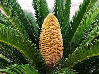sago-palm-plants-poisonous-to-dogs