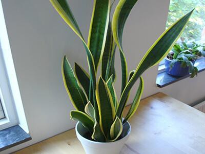 snake-plants-plants-poisonous-to-dogs