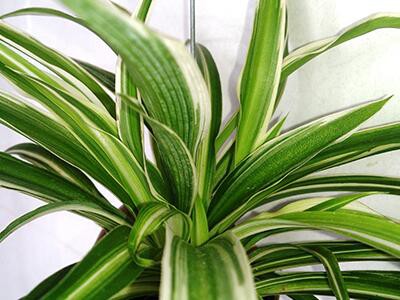 spider-plants-plants-poisonous-to-dogs