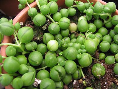 string-of-pearls-plants-poisonous-to-dogs
