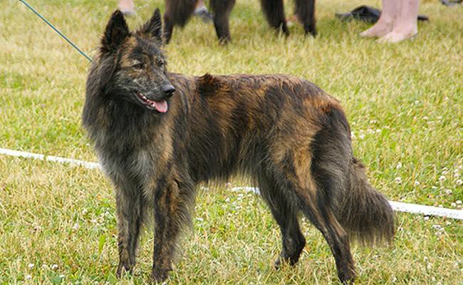 dutch-shepherd-police-dogs