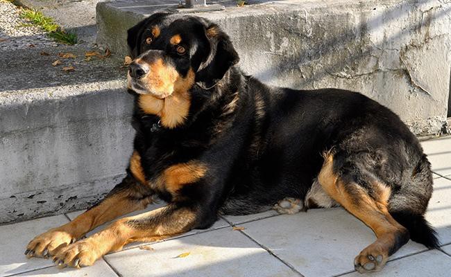 rottweiler-police-dogs