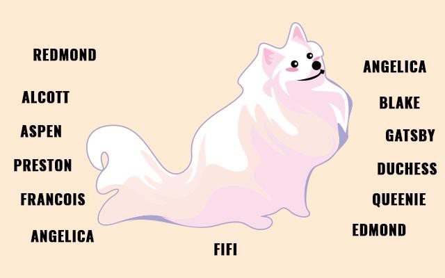 popular pomeranian names