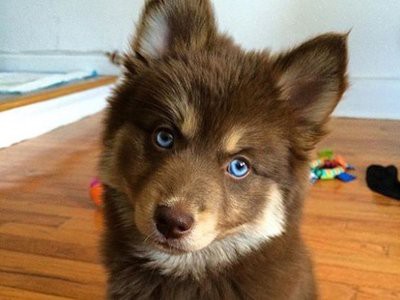 blue-eyed-brownie