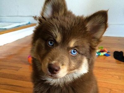 husky pomsky petmoo