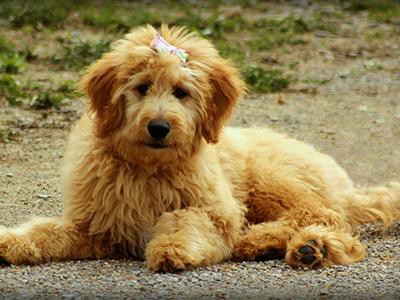 foxhound poodle mix