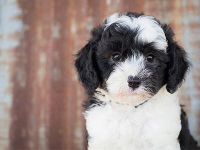 sheepadoodle-poodle-mix