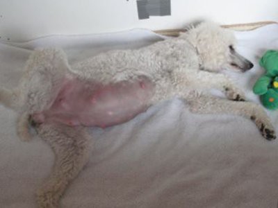 poodle-dogs-bloating