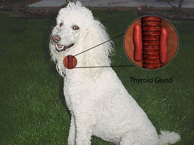 poodle-dogs-thyroid-issues
