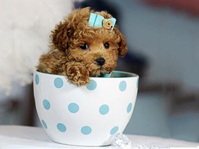 teacup-poodles