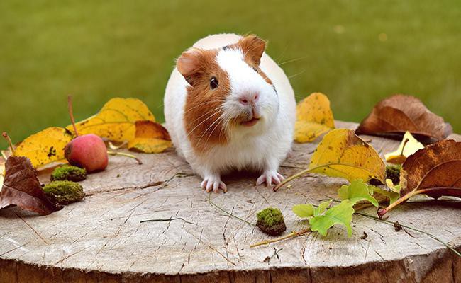 guinea-pigs-popular-house-pets