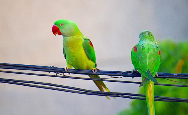 parakeets-popular-house-pets
