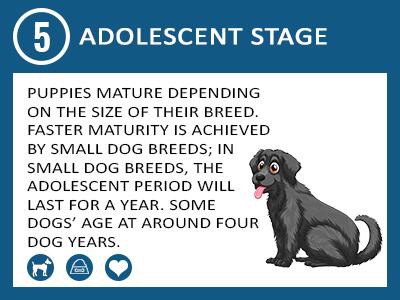 adolescent-stage