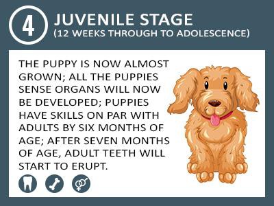 juvenile-stage