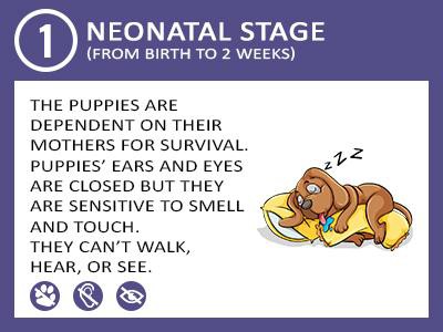II. Physical Development during the Neonatal Period
