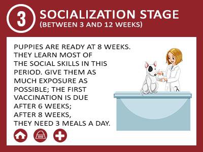 socialization-stage