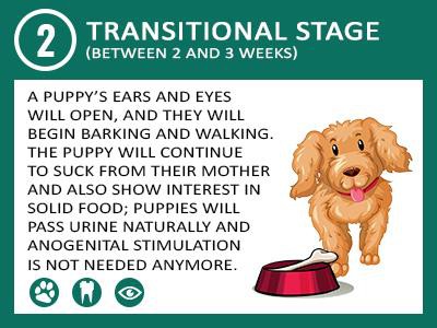 transitional-stage