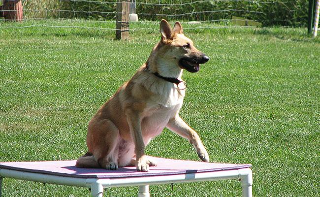 chinook-rarest-dog-breeds