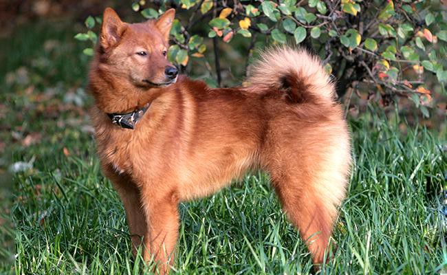 finnish-spitz-rarest-dog-breeds