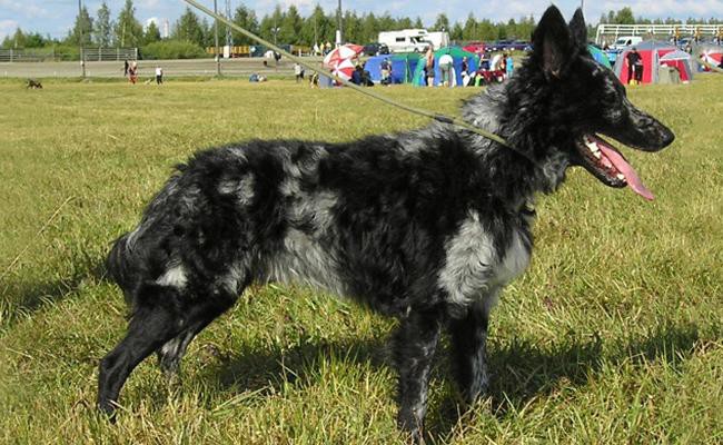 mudi-rarest-dog-breeds