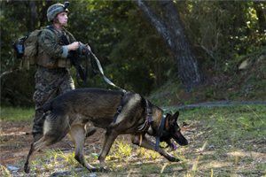 tracking-dog