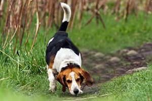 trailing-dog