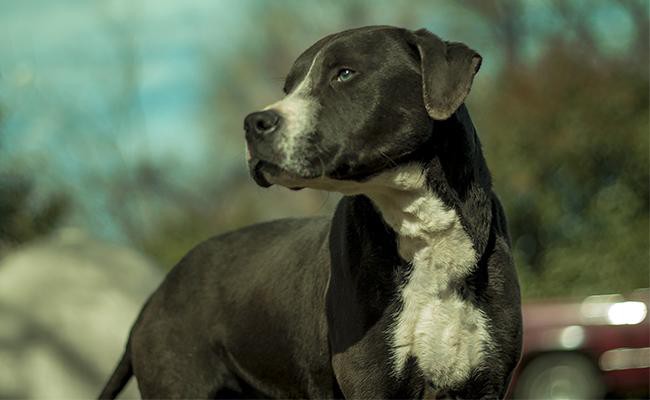 rottweiler-pitbull-mix-breed-characteristics-sheet