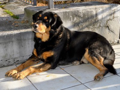 american-rottweiler