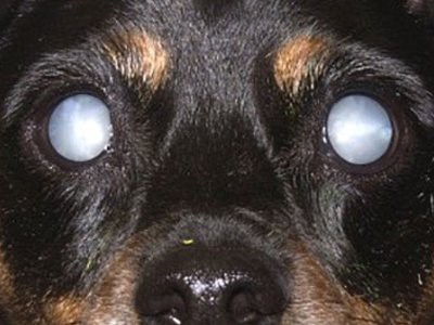 cataracts-rottweiler-puppies
