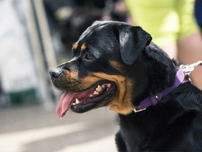 german-rottweiler