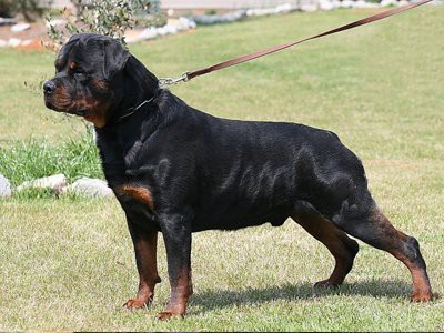 real-rottweiler