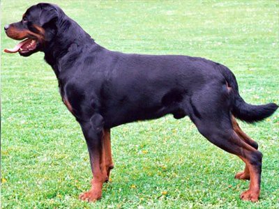 roman-rottweiler