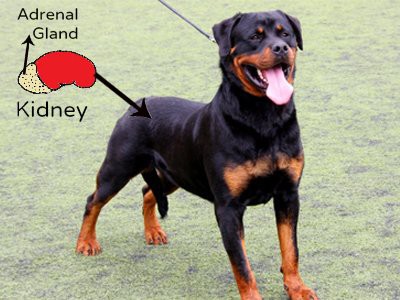 rottweiler-addisons-disease