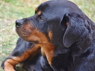 tailed-rottweiler